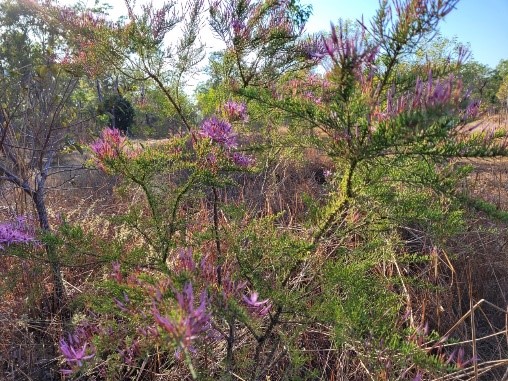 plant with pink coloured foliage 