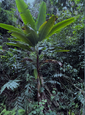 Wild Musa acumilata ssp. banksii