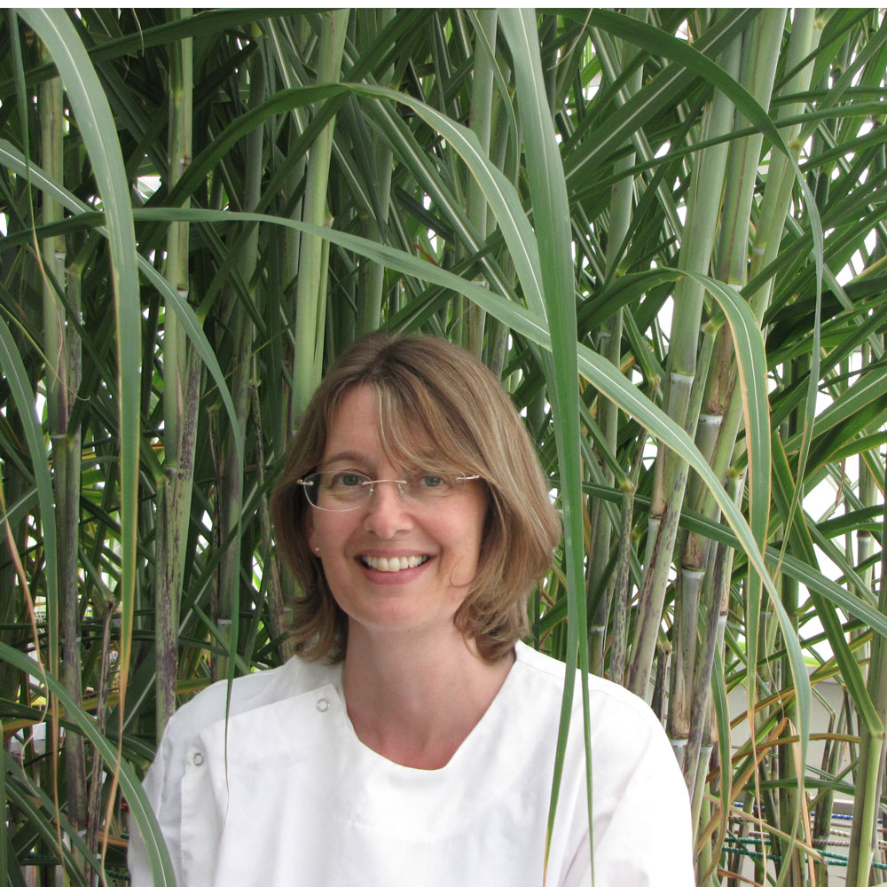 CSIRO's Dr Karen Aitken in a field