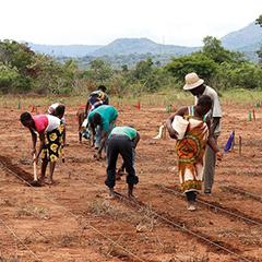 Maize-growing techniques in Mozambique