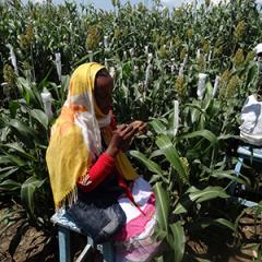 Ethiopian technicians at the Melkassa Research Station in the field 