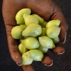 Hand full of Kakadu plums in hand