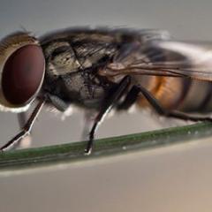 A fly