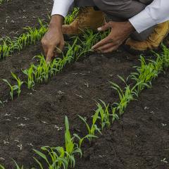 Ultra narrow rows ramp up competition on weeds