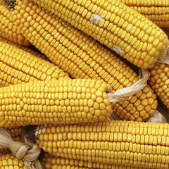 corn