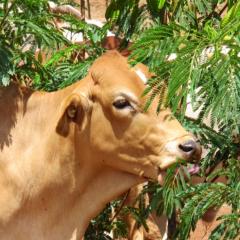 Drought fodder crop takes centre stage