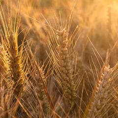 Podcast: Racing to close the world's food gap