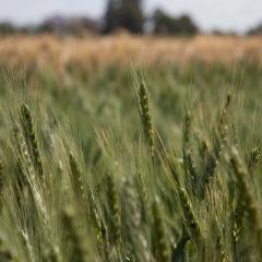 Wheat in the field