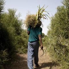 How collaboration can help grow and transform agriculture in Africa