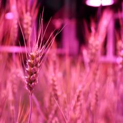 DIY crop speed breeding system to boost drought research