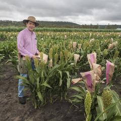 Professor David Jordan was honoured by the grains industry with the Sorghum Industry Award for significant contribution.