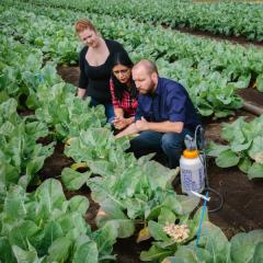More sustainable crops just a spray away