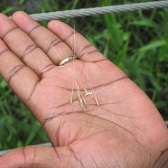 Northern Australia set to go wild about rice 