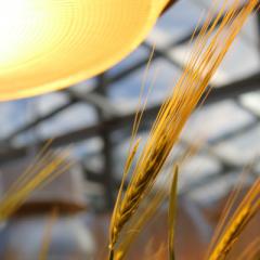 Could AI Deliver The Next Wheat Breakthrough?