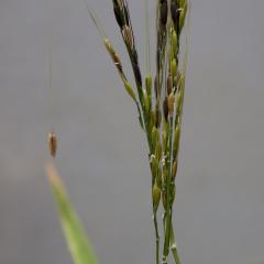 From northern billabongs – a new future for rice
