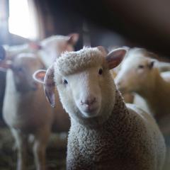 Australians come together to improve animal welfare