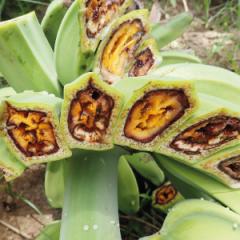 Banana blood disease targeted by Australian and Indonesian researchers