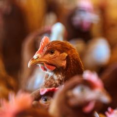 Protecting against fowl cholera