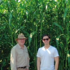 Just how much does enhancing photosynthesis improve crop yield? 