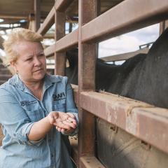 Ticked Off: Cracking the code for a cattle tick vaccine