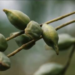 Producing uniquely Australian foods