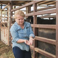 Tick vaccine for Bos taurus breeds a step closer