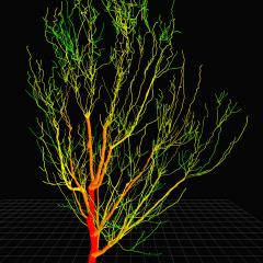 Multi-million dollar collaborative project to design the tree of the future 