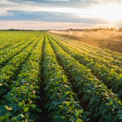 Nutritional strategies to support productive farming systems