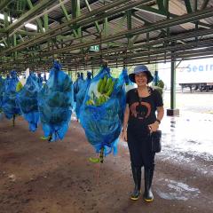 Banana disease research in Costa Rica strengthens Australia’s biosecurity