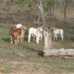 Beef Industry Breakfast - Smart spending on superb science