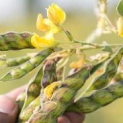 Science helps farms adapt to drought