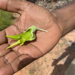 Broome diaries: In Search of Bushfoods in the Kimberley region of Broome