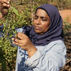 Plum pickings: ancient fruit ripe for modern plates