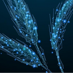 Computer simulations boost efforts to manage wheat quality risk