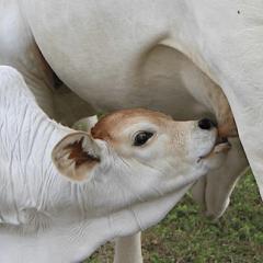 Calf Alive Research Update