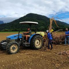 Suitable sugarcane to diversify income and add value
