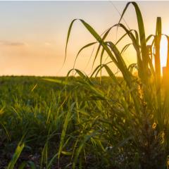 Sugarcane