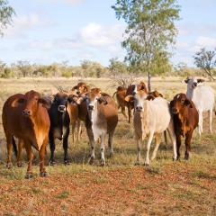 Northern focus on fertility