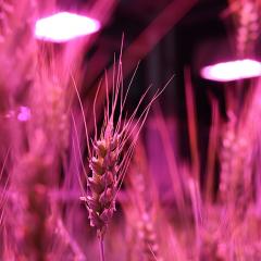 NASA provides inspiration for plant-breeding advance