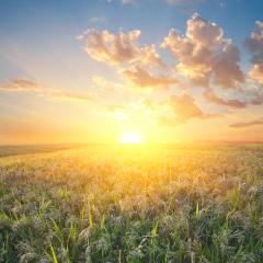 Resilience, reliability improves sorghum returns for growers