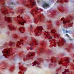 Starch structure supplies new clues for human health