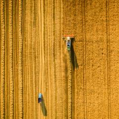 The sleeping dog within the wheat genome