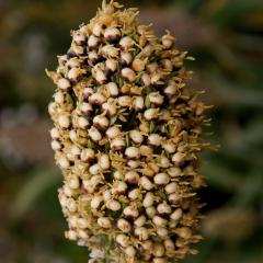 Sorghum Crop Outlook February 2019 (Australia)
