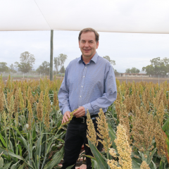 David Jordon - sorghum UQ Gatton 