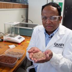 Mahen in a lab holding out a handful of pigeonpea samples 