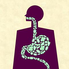 Gut microbiota: The impact of diet on gut microbiota and health
