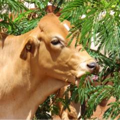 International Leucaena Conference