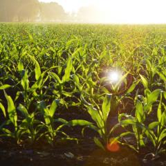 TropAg2017 Gender and Food Breakfast