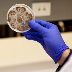 Sex in the petri (dish)? 