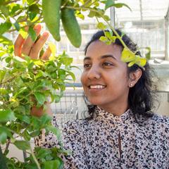 Upuli Nakandal with a native finger lime tree